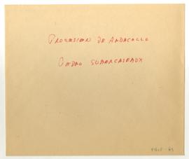 Copia en microfilm de obra "Procesión de Andacollo" atribuida a Pedro Subercaseaux